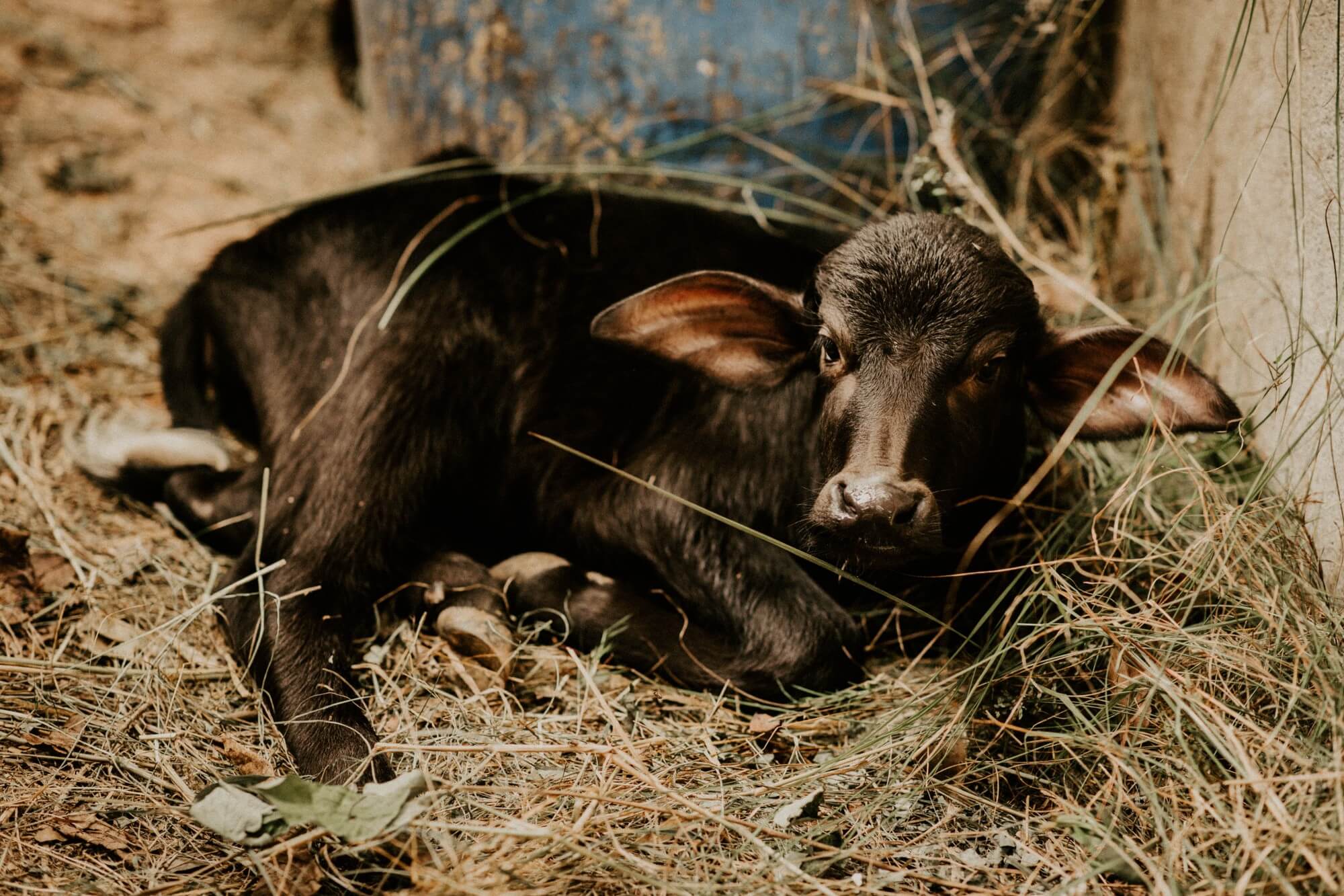 Naisten Pankki, osa 2: Radhikan tarina - Kaiko Clothing Company Oy